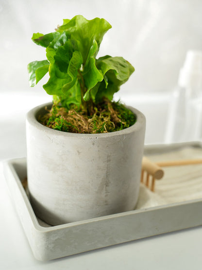 Modern Zen Tropical Desktop Garden ‎with mini indoor plant
