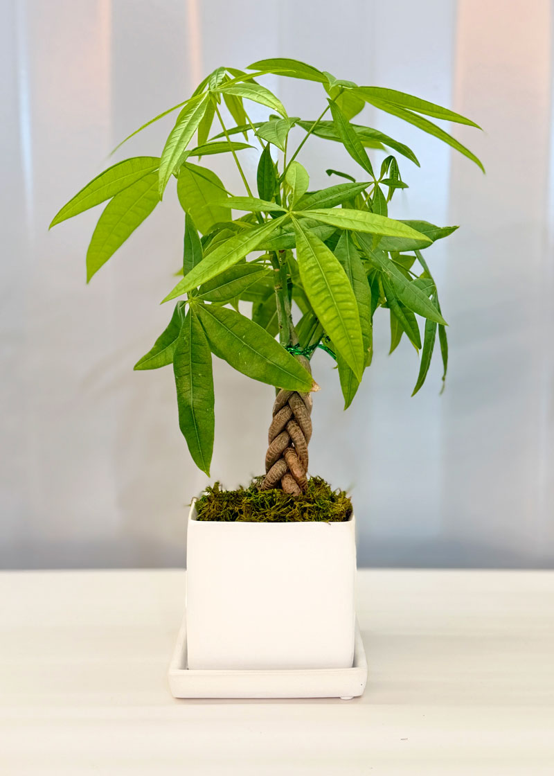 money tree near me open Mini Money Tree Desktop Plant‎ for growing good fortune