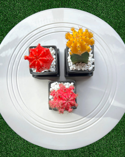 Colorful Moon Cactus Desktop Plant‎ in black ceramic planter