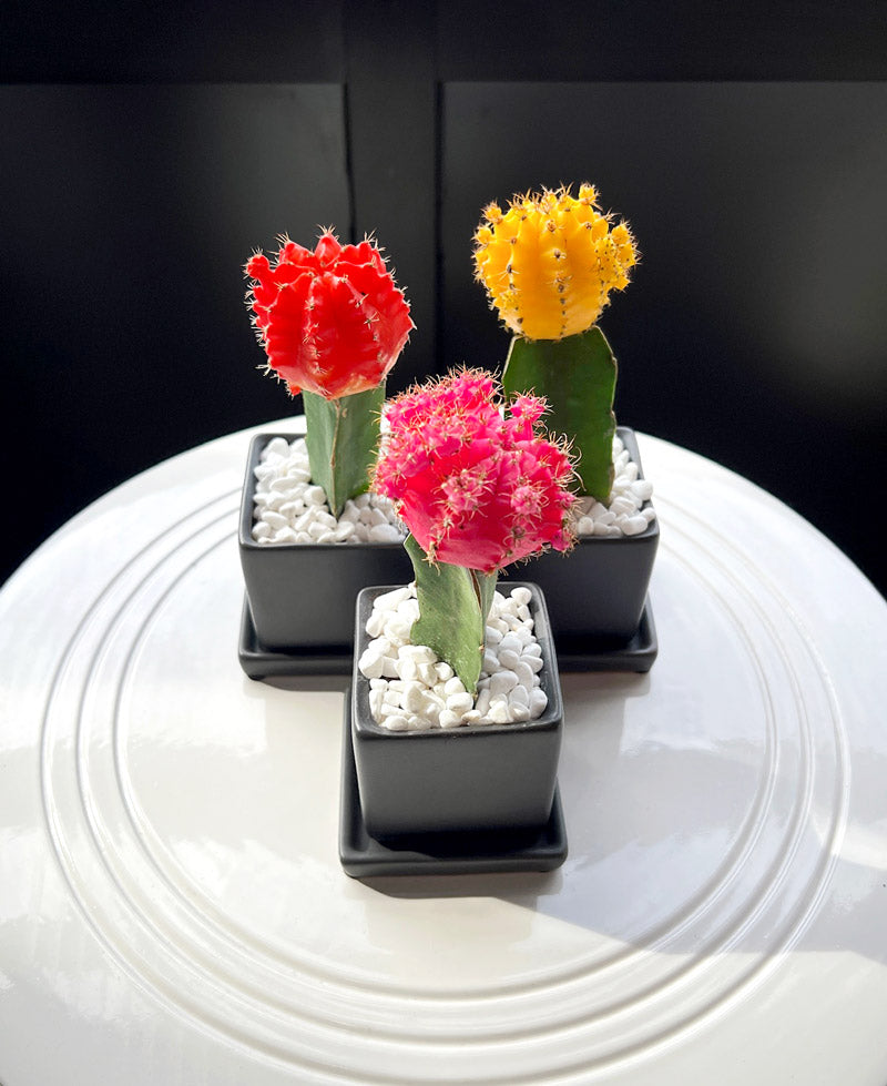 Colorful Moon Cactus Desktop Plant‎ in black ceramic planter