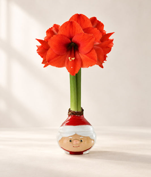 Mrs. Claus Waxed Amaryllis Collector's Bulb‎ with sovereign blooms image