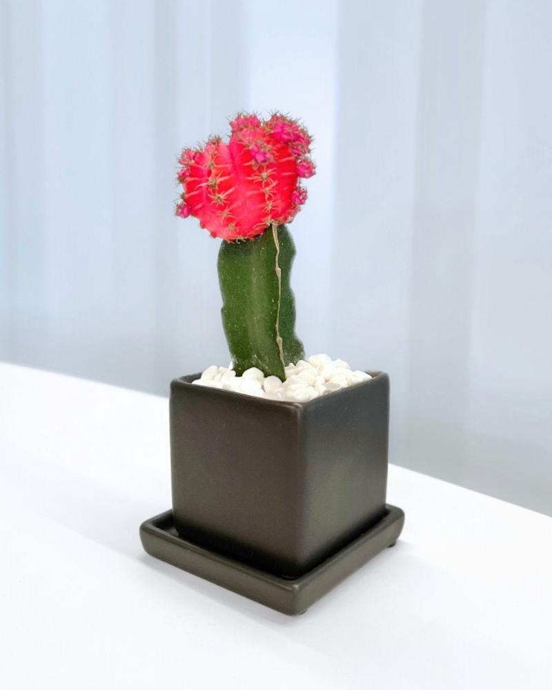 Colorful Moon Cactus Desktop Plant