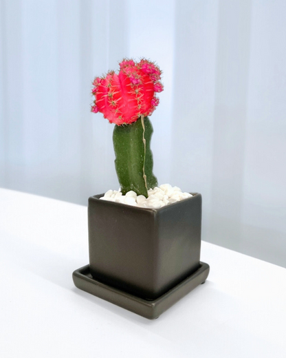 Colorful Moon Cactus Desktop Plant‎ in black ceramic planter