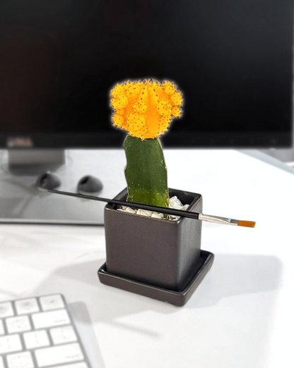 Colorful Moon Cactus Desktop Plant‎ in black ceramic planter