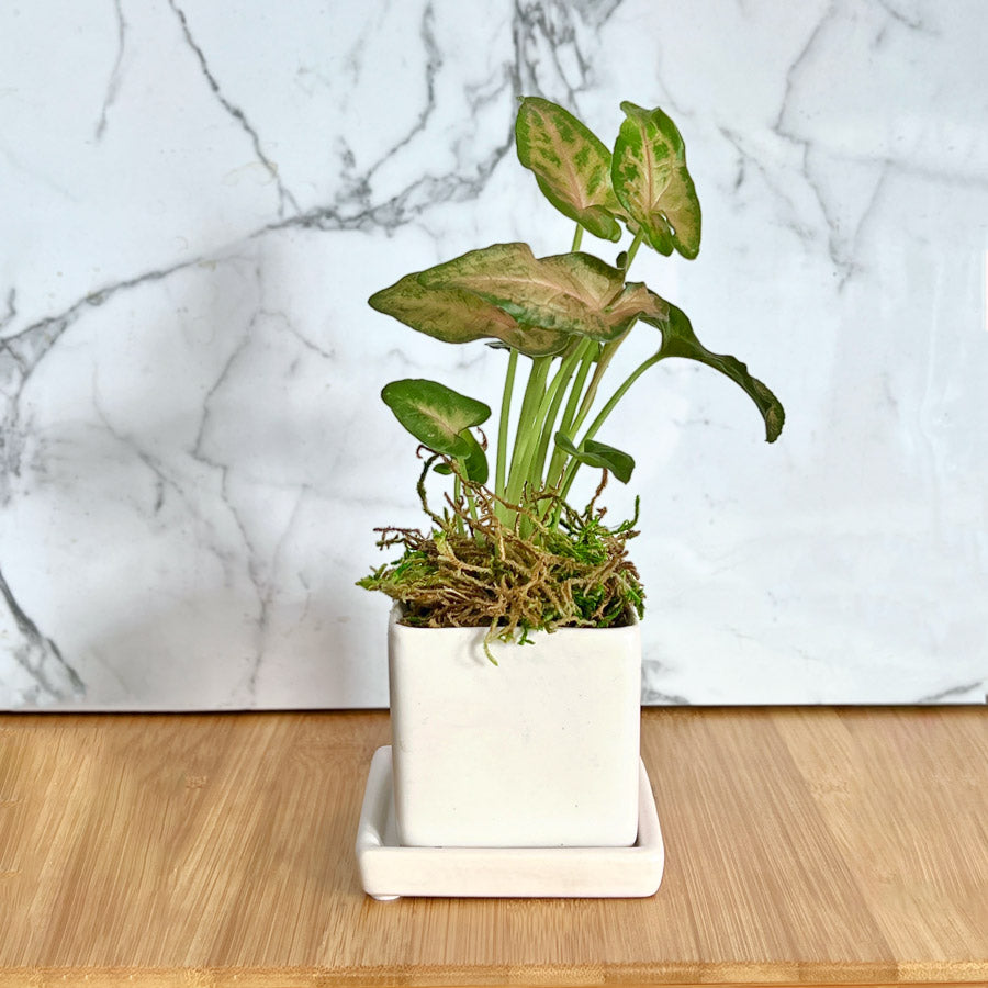 tropical indoor plant The Tropical Nano Desktop Plant
