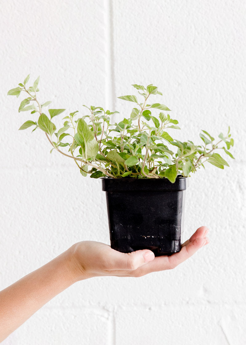 Spring Kitchen Herb Plant Collection