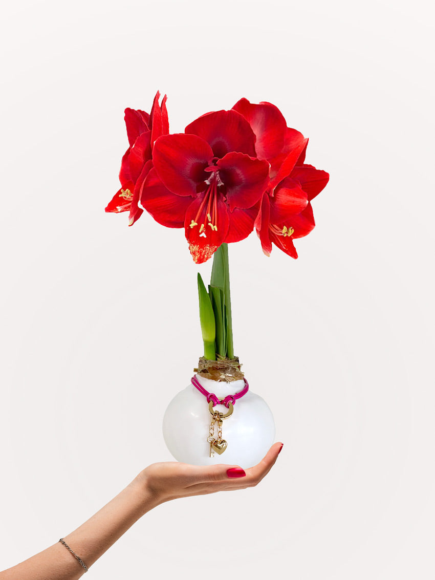 Valentine White Waxed Bulb & Charm Bracelet Gift Set‎