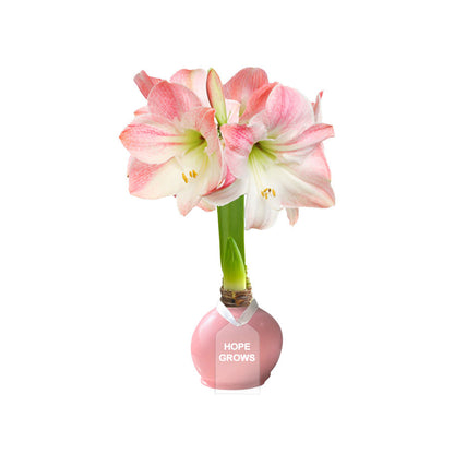 Hope Grows Waxed Appleblossom Amaryllis Bulb‎ in support of Breast Cancer Awareness Month
