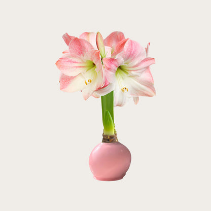 Hope Grows Waxed Appleblossom Amaryllis Bulb‎ in support of Breast Cancer Awareness Month