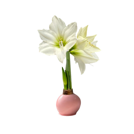 Spring Waxed Amaryllis Bulb‎ with white blooms