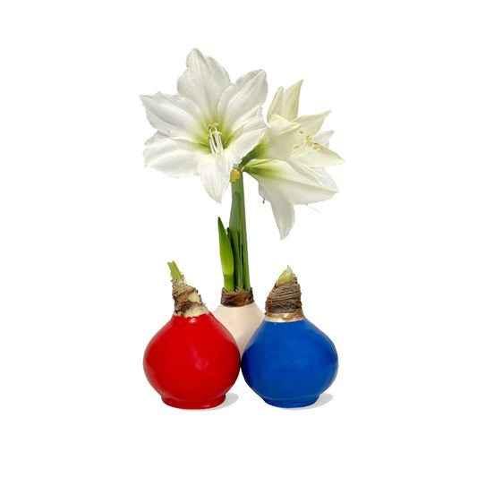 EJ - Seasonal Amaryllis Wax Bulb Trio Set