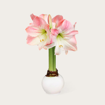 Hope Grows Waxed Appleblossom Amaryllis Bulb‎ in support of Breast Cancer Awareness Month