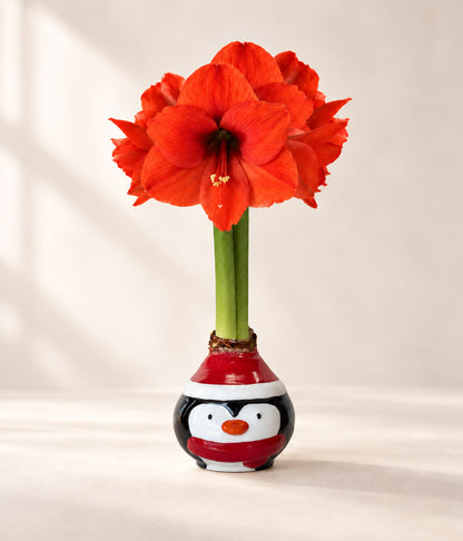 Penguin Waxed Amaryllis Collector's Bulb‎ with sovereign blooms