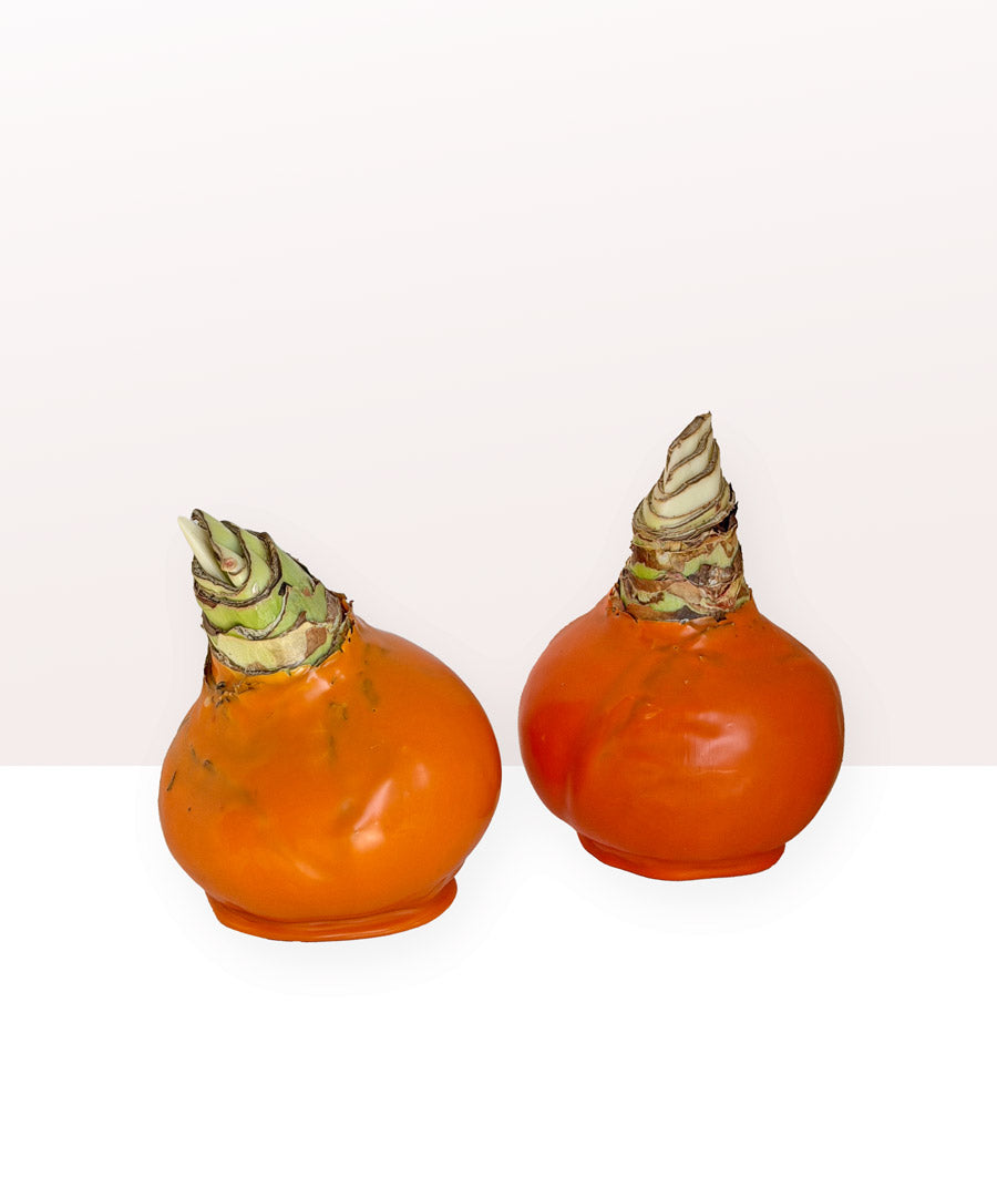 Perfectly Imperfect Pumpkin Bulb‎ with sovereign blooms