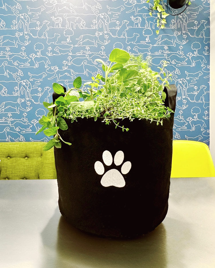 Cat Giftable Garden‎ with pet-friendly herbs