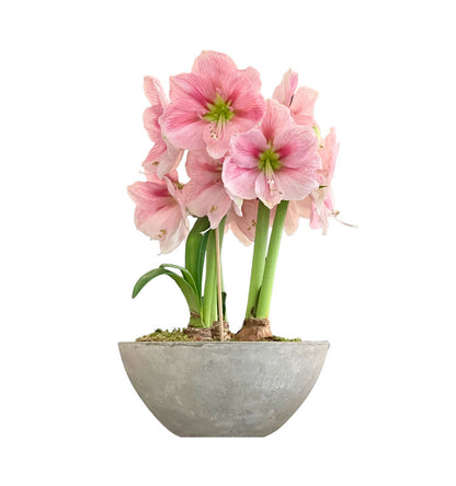 Bowl of Blushing Pink Blooms