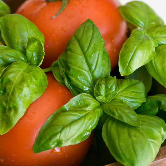 Pizza Garden Plant Collection image