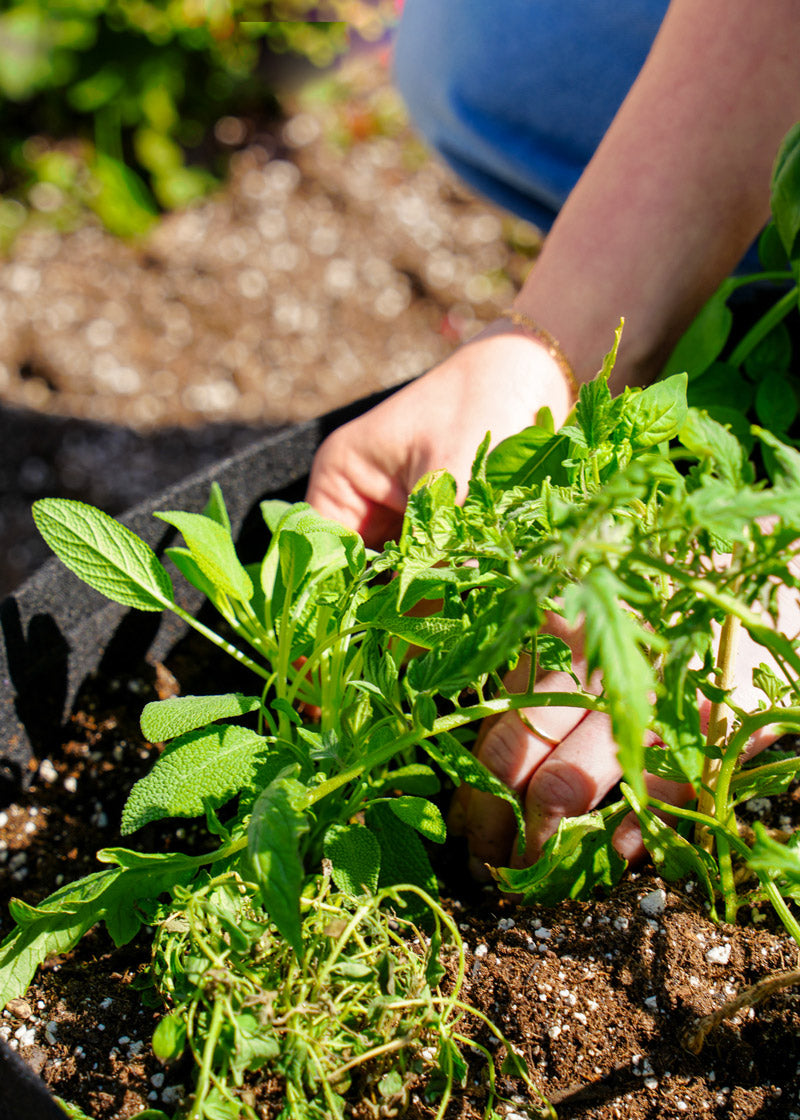 Everyday Good Herb Garden Kit‎ with culinary herb plants