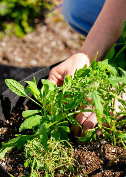 Everyday Good Herb Garden Kit‎ with culinary herb plants