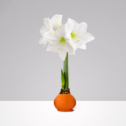 Fall Waxed Signature Amaryllis Bulb‎ with white blooms