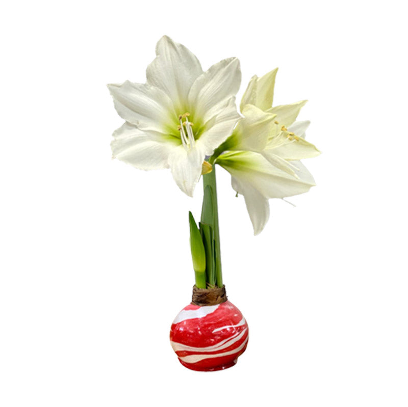 Marbled Wax Amaryllis Bulb‎ with white blooms