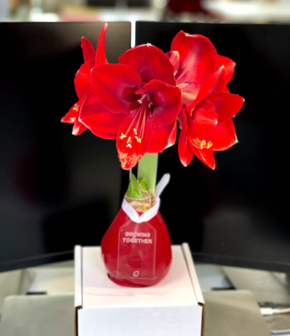 Crimson Red Waxed Amaryllis Bulb‎ with red blooms