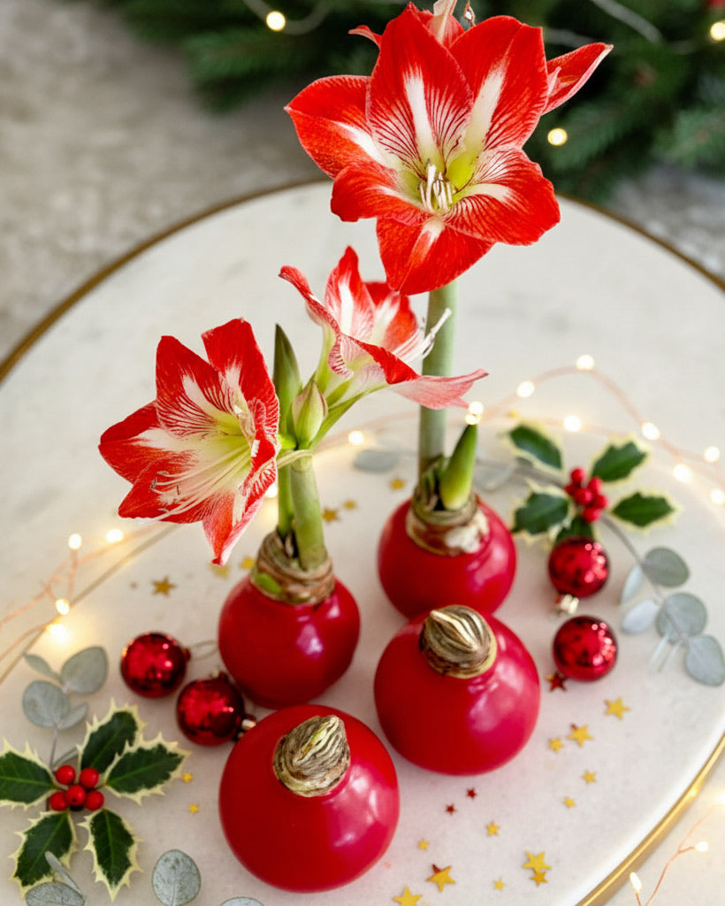 Holiday Wax-Dipped Amaryllis Bulb‎ with minerva blooms