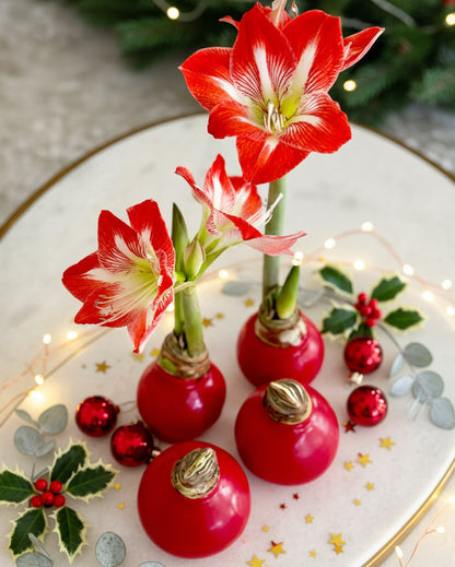 Holiday Wax-Dipped Amaryllis Bulb‎ with minerva blooms