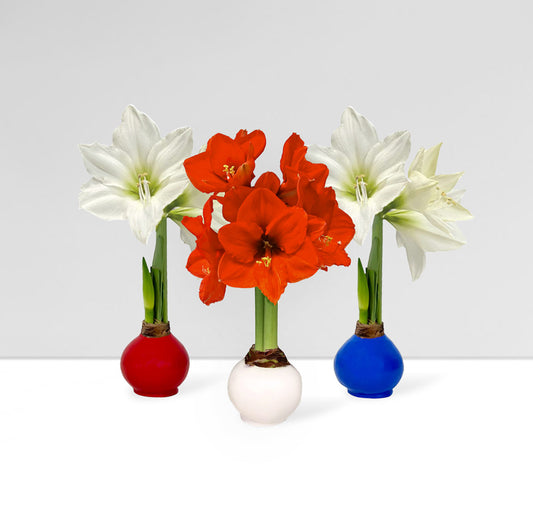 America250 Waxed Amaryllis Bulb Trio‎ with white + sovereign blooms image