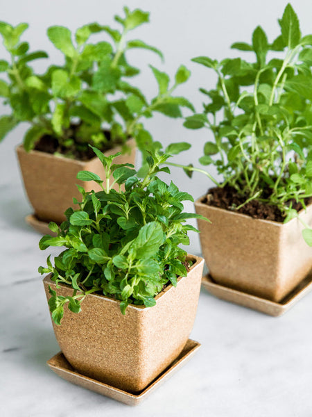 rice plant in pot Rice Hull Planter Pot Trio – Gardenuity