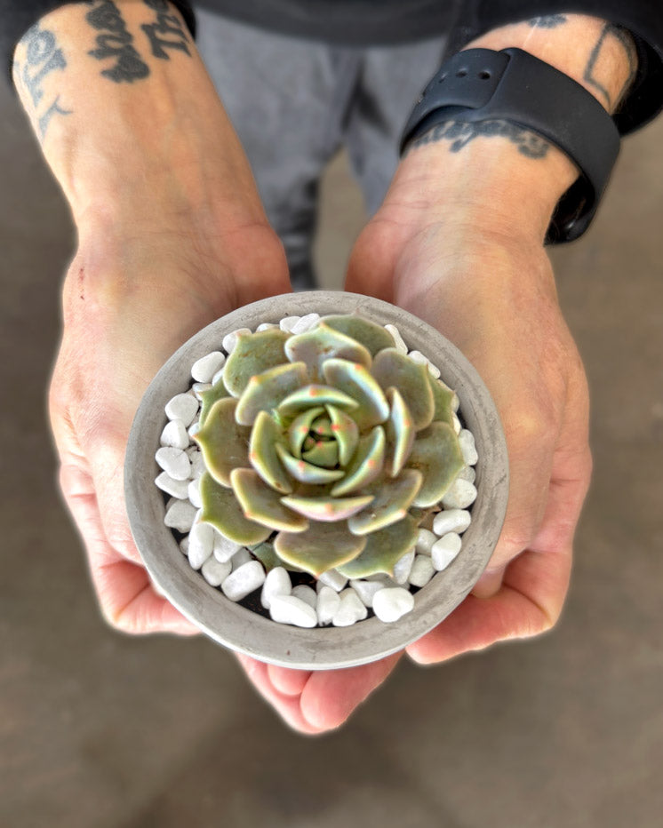 Mini Mod Succulent Desktop Plant Collection