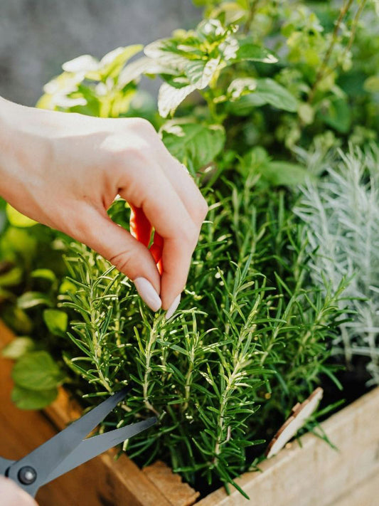 Cocktail Herb Garden Plant Collection image