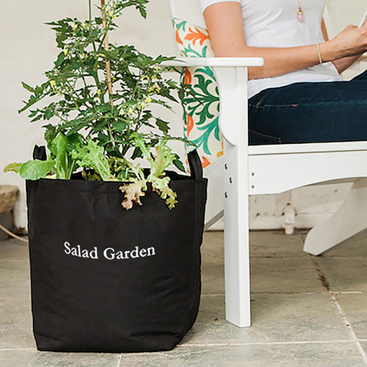 Salad Garden Kit with tomato plant & herbs