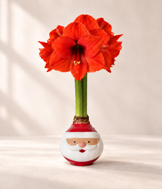 Santa Waxed Amaryllis Collector's Bulb‎ with sovereign blooms image