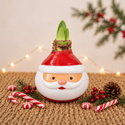 Santa Waxed Amaryllis Collector's Bulb‎ with sovereign blooms