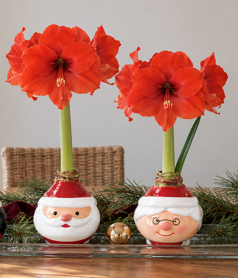 Mrs. Claus Waxed Amaryllis Collector's Bulb‎ with sovereign blooms