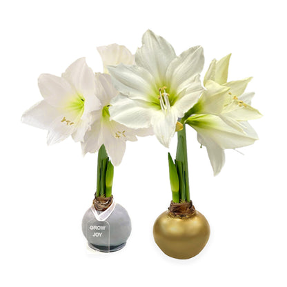Holiday Waxed Amaryllis Bulb with XL White Blooms