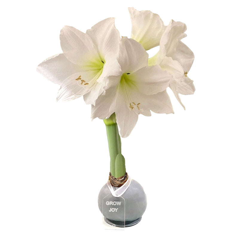 Holiday Waxed Amaryllis Bulb with XL White Blooms