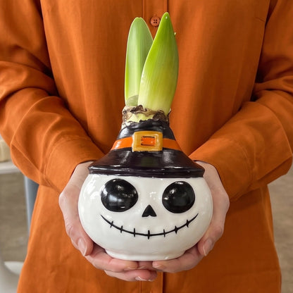 Skeleton Waxed Amaryllis Collector's Bulb‎ with sovereign blooms