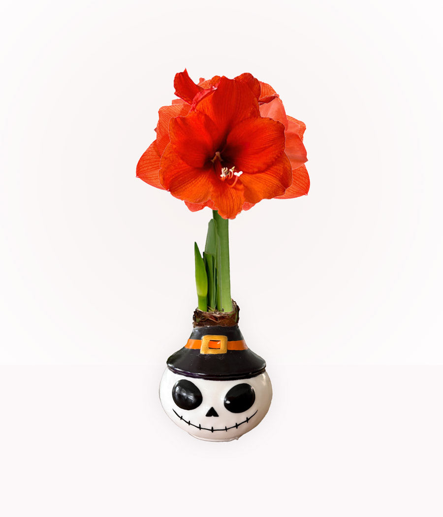 Skeleton Waxed Amaryllis Collector's Bulb‎ with sovereign blooms