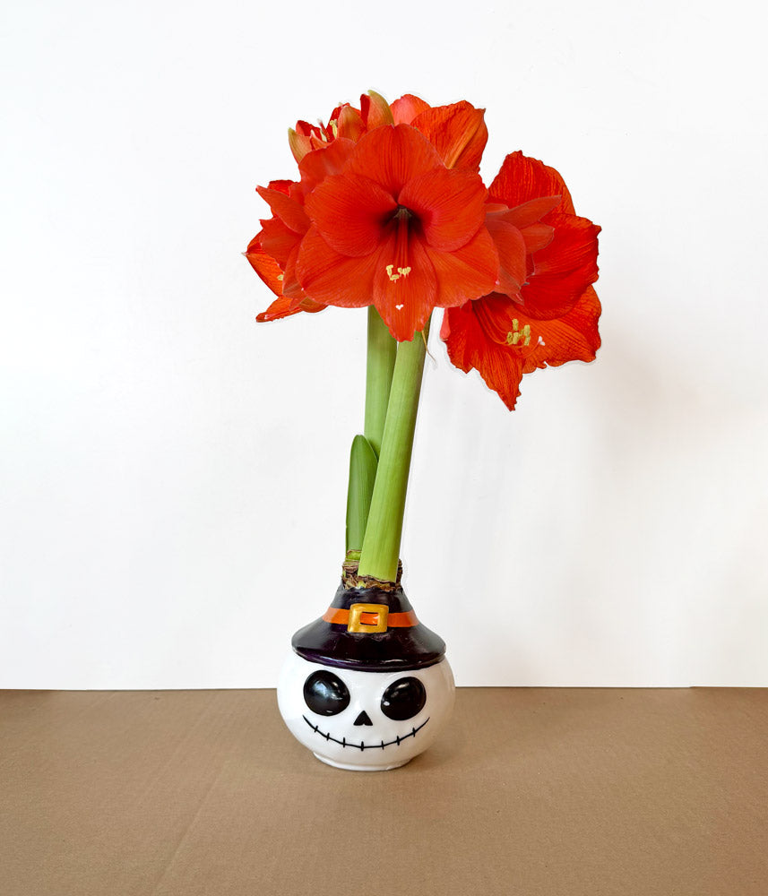 Skeleton Waxed Amaryllis Collector's Bulb‎ with sovereign blooms