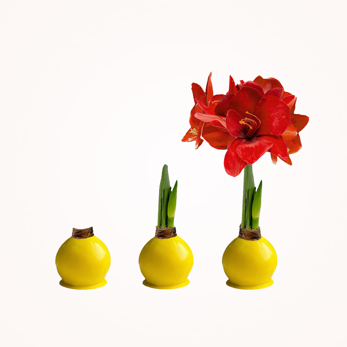 Sunshine Yellow Waxed Amaryllis Bulb‎ with bold red blooms