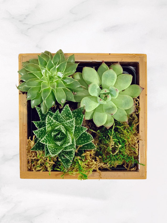 succulent garden supplies Succulent Desktop Garden Bamboo