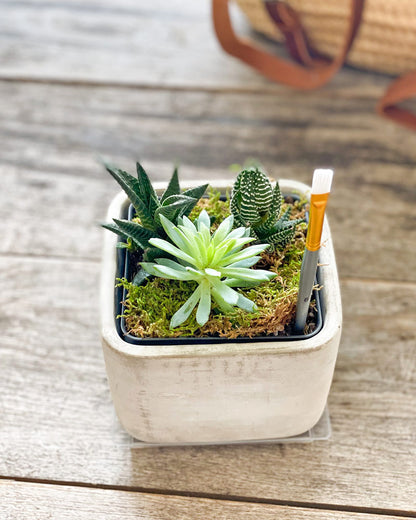 Succulent Desktop Garden