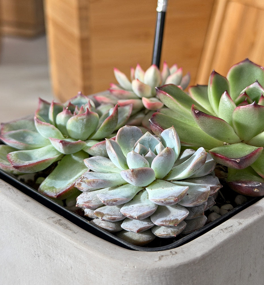 desktop succulent garden Succulent Bouquet Desktop Garden