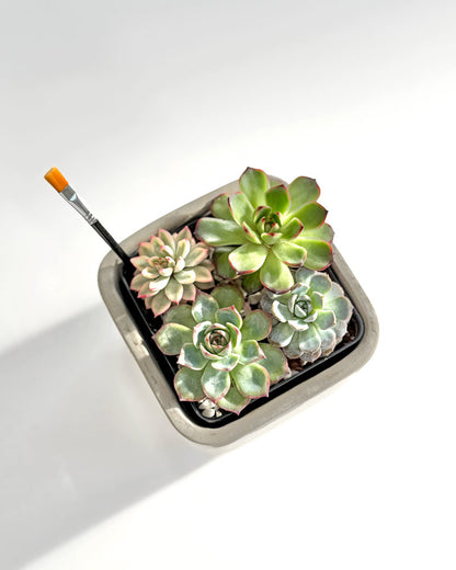 Succulent Bouquet Desktop Garden