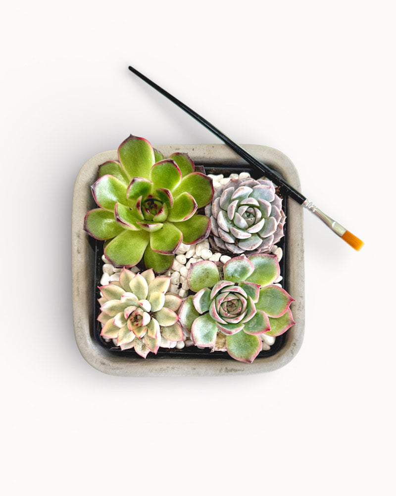 Succulent Bouquet Desktop Garden
