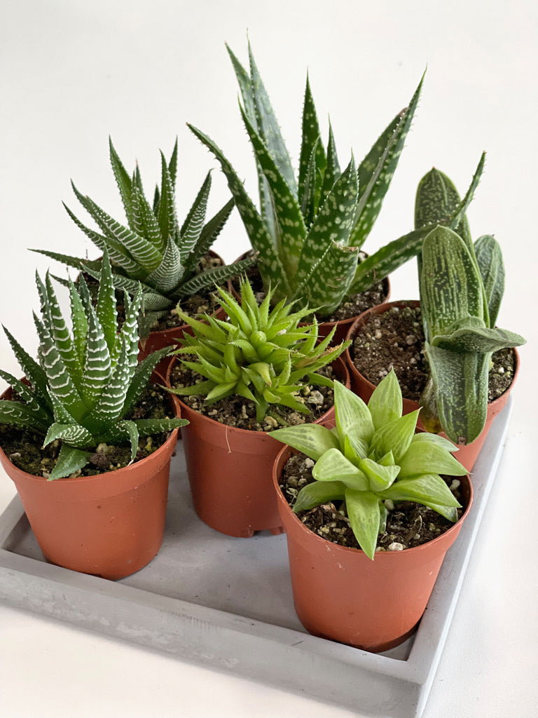 best desk succulents Succulent Desktop Garden Bamboo