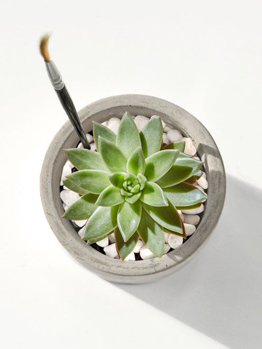 Mini Mod Succulent Desktop Plant Collection image