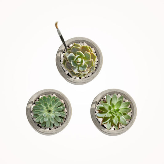 image of Mini Mod Succulent Desktop Plant Collection 
